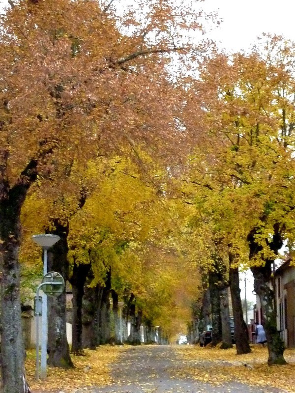 souvenir d'automne